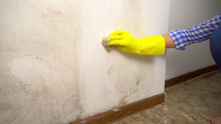 Trusted Lockland, OH Mold Removal Experts